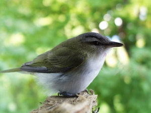 r126.jpg