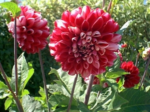 r283.jpg